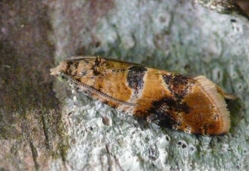 Réf. 31 691 : Lobesia reliquana