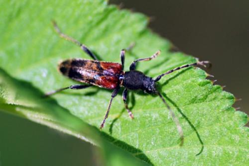 Réf. 31 462 : Anaglyptus mysticus