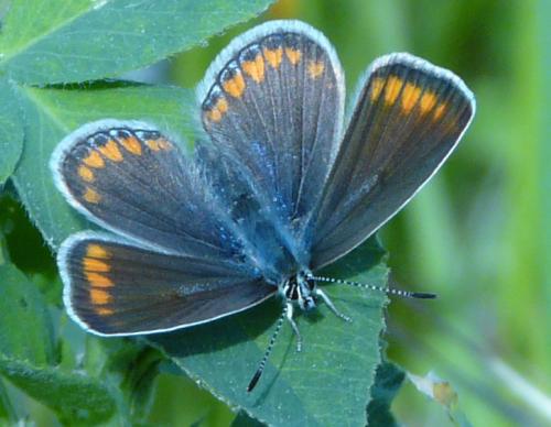 Polyommatus icarus