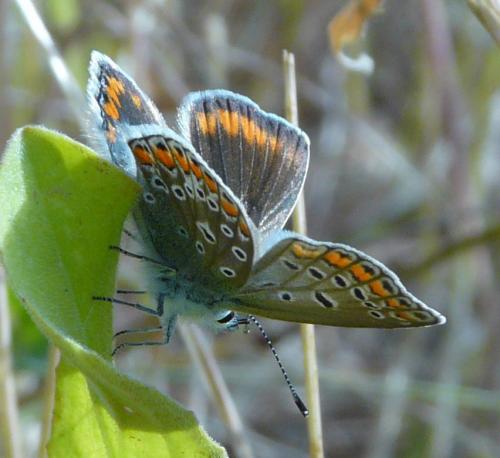 Polyommatus icarus