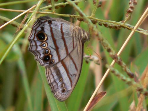 Magneuptychia newtoni