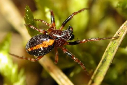 Réf. 31 237 : Cercidia prominens