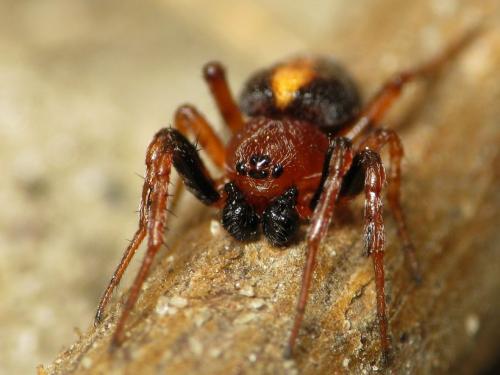 Réf. 31 238 : Cercidia prominens