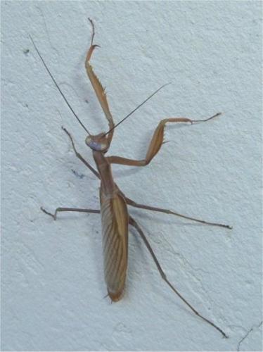 Mantis religiosa