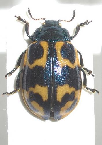 Réf. 31 076 : Chrysomela lapponica