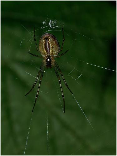 Metellina sp.