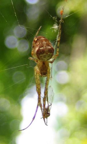 Metellina sp.