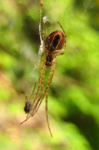 Metellina sp.