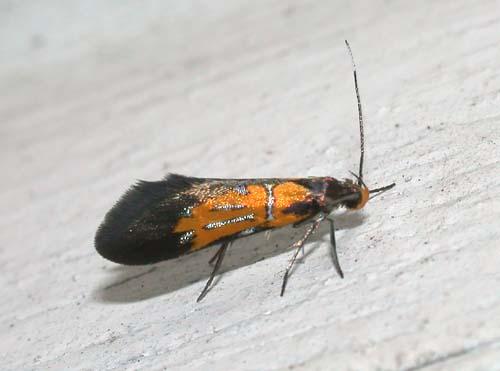 Schiffermuelleria schaefferella