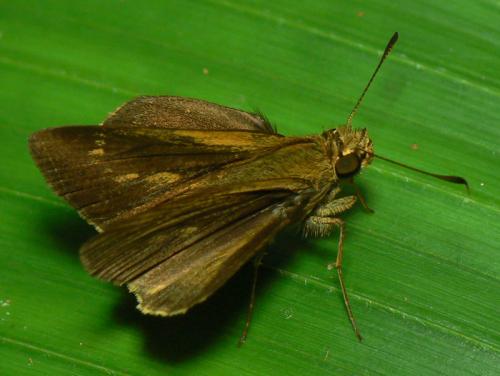 Mnasilus allubitus