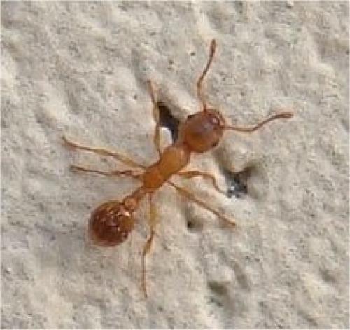 Réf. 31 326 : Myrmica sp.