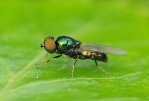 Réf. 31 738 : Microchrysa polita