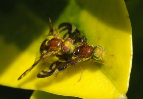 Euleia heraclei