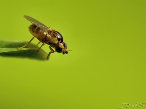 Thaumatomyia sp.