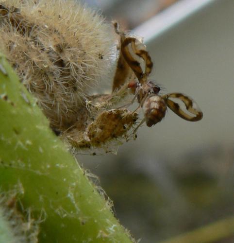 Toxoneura muliebris