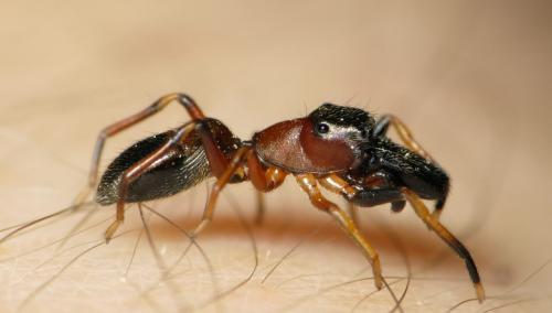 Myrmarachne formicaria