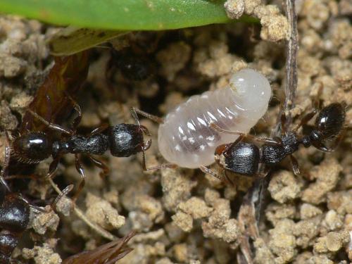 Réf. 31 753 : Tetramorium sp.