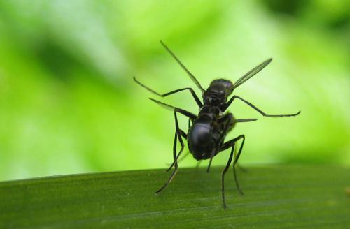Nemopoda nitidula