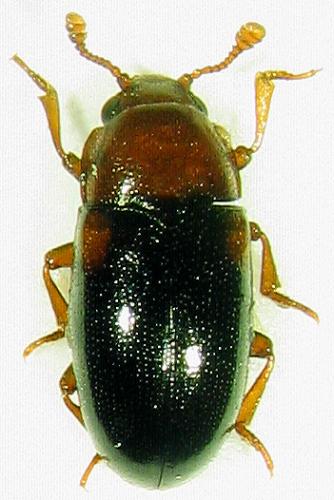 Dacne bipustulata