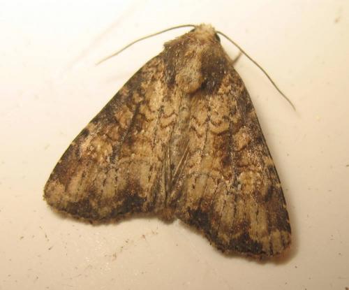 Réf. 31 863 : Mesapamea sp.