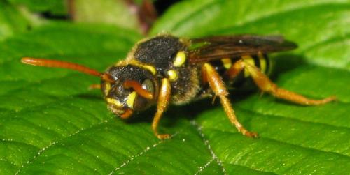 Nomada goodeniana