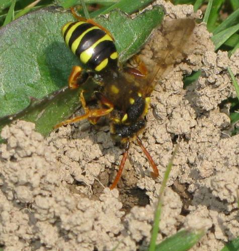 Réf. 31 331 : Nomada goodeniana