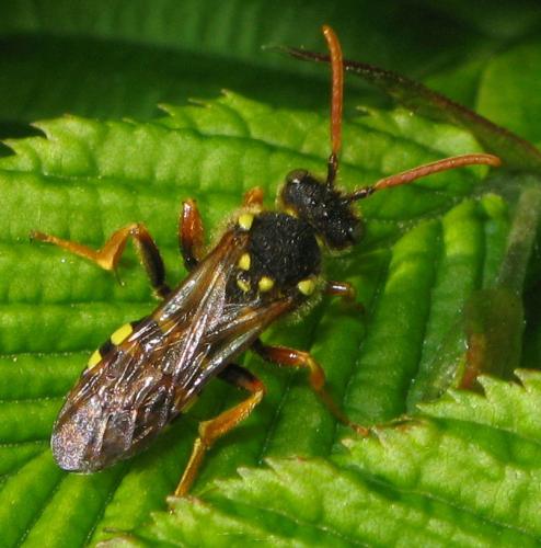 Nomada goodeniana