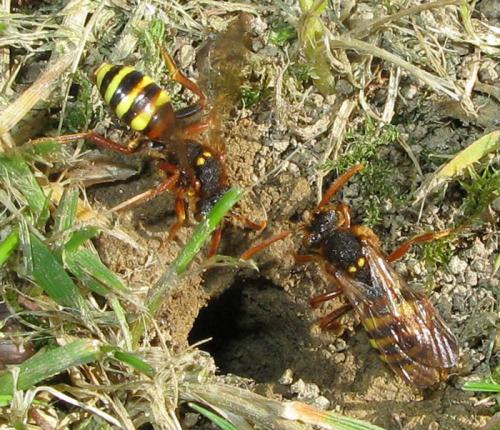 Nomada lathburiana