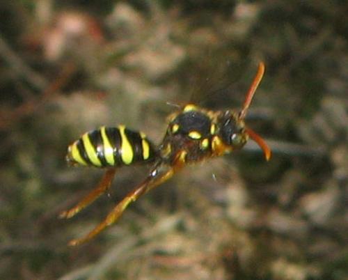 Nomada goodeniana