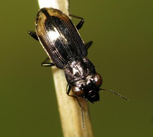 Réf. 31 104 : Notiophilus biguttatus