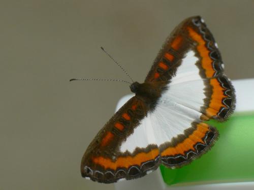 Nymphidium caricae
