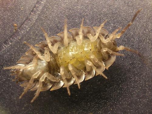 Réf. 31 132 : Oniscus asellus