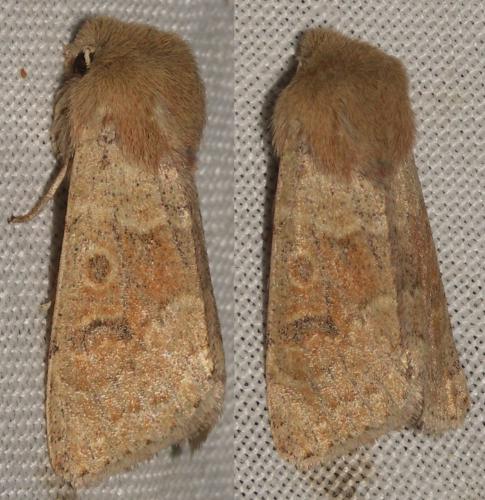 Réf. 31 026 : Orthosia miniosa