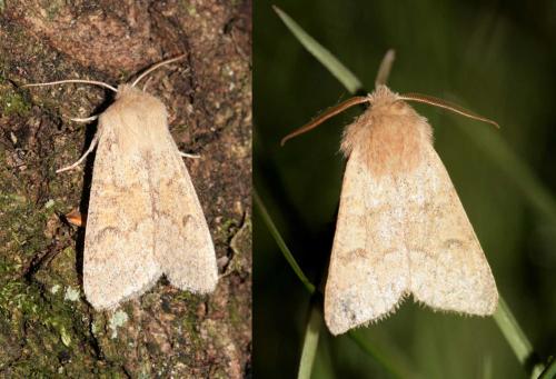 Réf. 31 135 : Orthosia miniosa