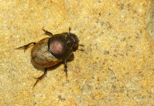 Onthophagus coenobita