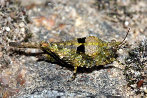 Paratettix meridionalis