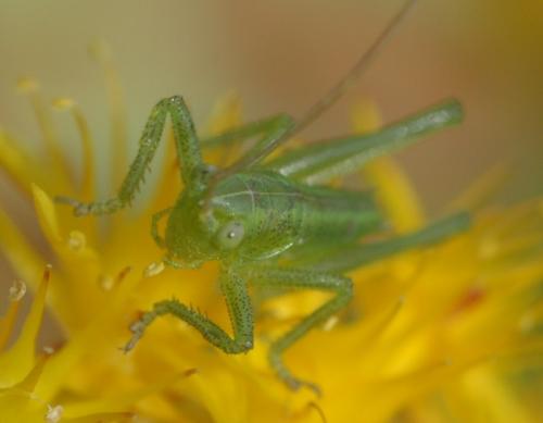 Tettigonia viridissima
