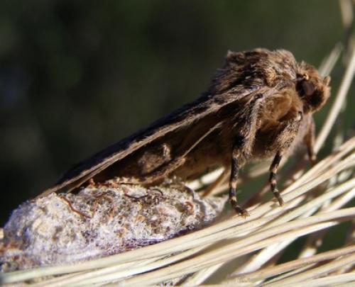Réf. 31 119 : Amphipyra effusa