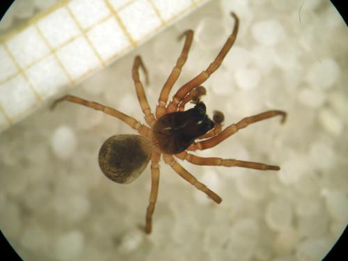 Argenna patula