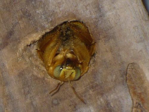 Xylocopa sp.