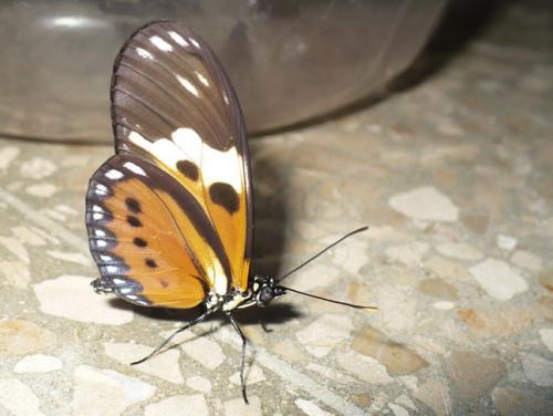 Réf. 31 643 : Heliconius sp.