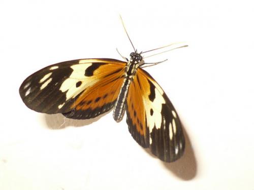 Réf. 31 644 : Heliconius sp.