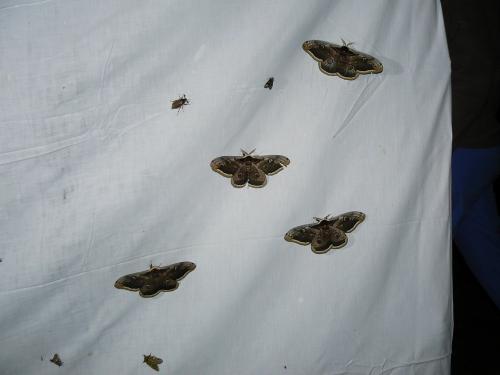 Saturnia pyri