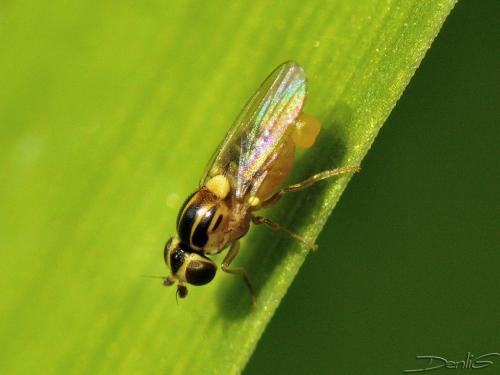Thaumatomyia sp.