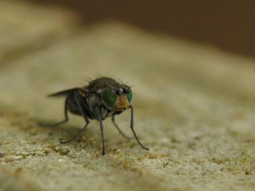 Réf. 31 216 : Hydrellia sp.