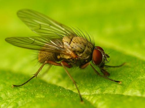 Helina sp.