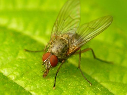 Helina sp.