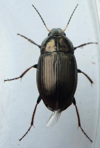 Réf. 31 022 : Amara sp.