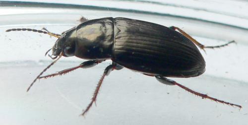 Amara sp.