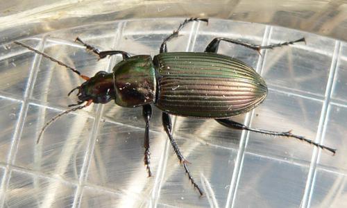 Poecilus cupreus